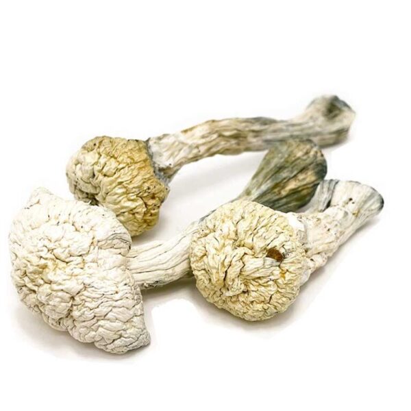 Albino-Avery-Mushroom-768x768-1-600x600-1