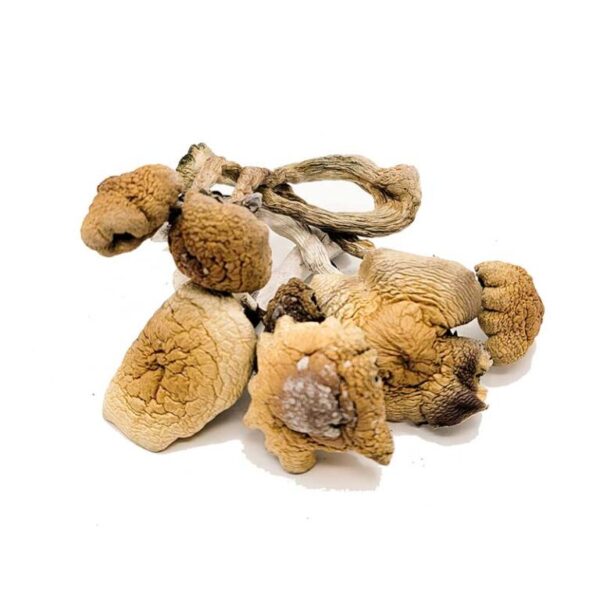 B-Magic-Mushrooms-768x768-1-600x600-1