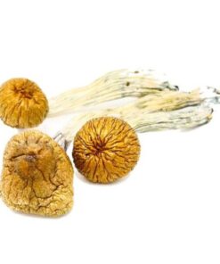 Cambodian Mushrooms