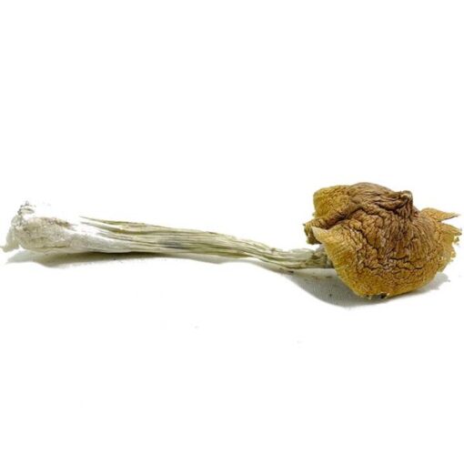 Ecuadorian-Magic-Mushroom-600x600-1-510x510