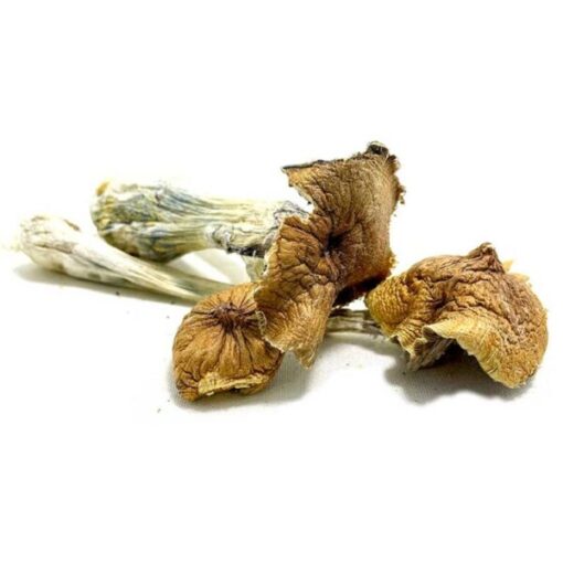 Ecuadorian-Magic-Mushroom-for-sale-in-new-jersey-768x768-1-600x600-1-510x510