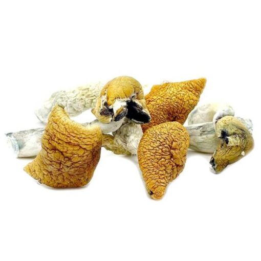 Golden-Teacher-Magic-Mushrooms-768x768-1-600x600-1-1-510x510