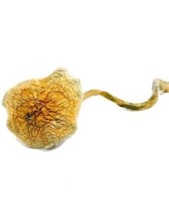 Goldie Magic Mushrooms online