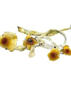 Huatla Magic Mushrooms online