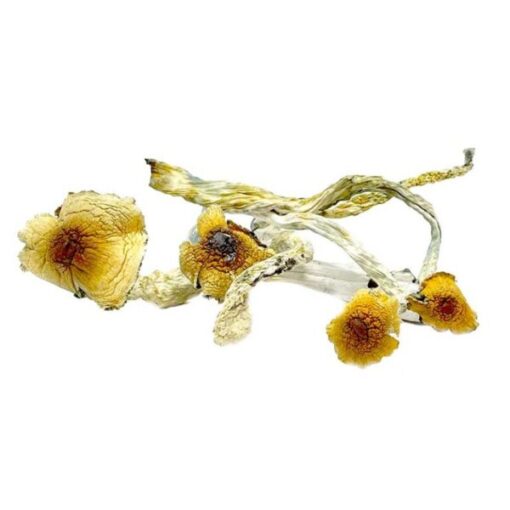 Huatla-Magic-Mushrooms-1-768x768-1-600x600-1-510x510